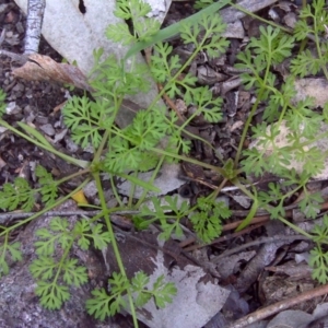 Cotula australis at Symonston, ACT - 17 Sep 2016