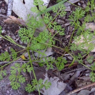 Cotula australis (Common Cotula, Carrot Weed) at Symonston, ACT - 17 Sep 2016 by Mike