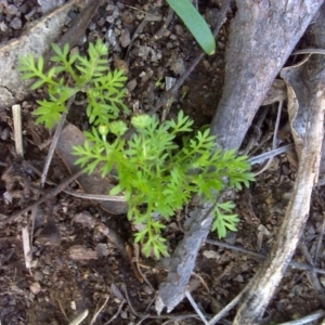 Cotula australis at Symonston, ACT - 17 Sep 2016