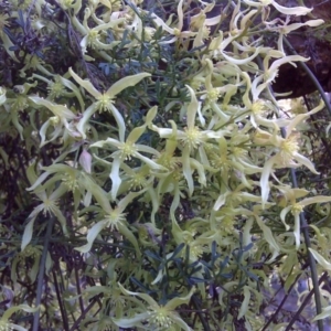 Clematis leptophylla at Symonston, ACT - 17 Sep 2016