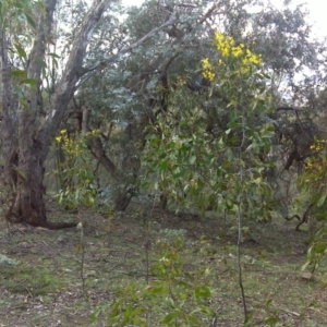 Acacia pycnantha at Symonston, ACT - 17 Sep 2016