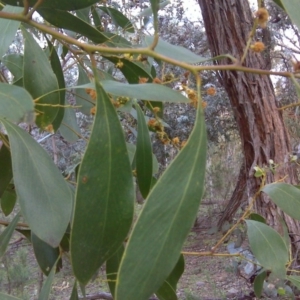 Acacia pycnantha at Symonston, ACT - 17 Sep 2016