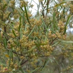 Dodonaea viscosa subsp. angustissima at Symonston, ACT - 17 Sep 2016