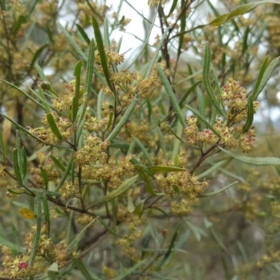 Dodonaea viscosa subsp. angustissima (Hop Bush) at Symonston, ACT - 17 Sep 2016 by Mike