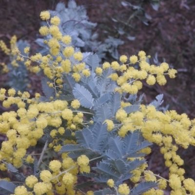 Acacia baileyana (Cootamundra Wattle, Golden Mimosa) at Wanniassa Hill - 29 Jul 2016 by RyuCallaway