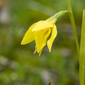 Diuris chryseopsis at Gungahlin, ACT - 18 Sep 2016