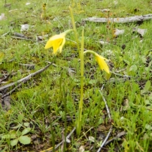 Diuris chryseopsis at Gungahlin, ACT - 18 Sep 2016