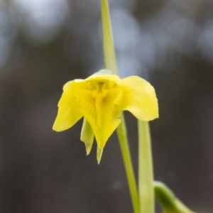 Diuris chryseopsis at Gungahlin, ACT - 18 Sep 2016