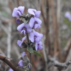 Hovea heterophylla (Common Hovea) at Fadden, ACT - 30 Jul 2016 by ArcherCallaway