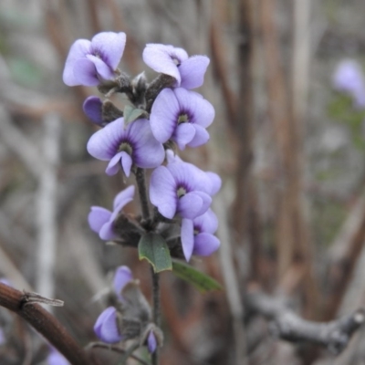 Hovea heterophylla (Common Hovea) at Wanniassa Hill - 29 Jul 2016 by RyuCallaway