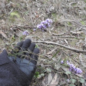 Hovea heterophylla at Fadden, ACT - 30 Jul 2016