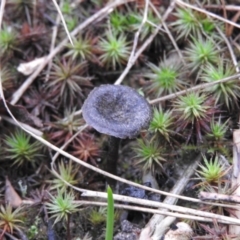 Entoloma sp. (Entoloma) at Wanniassa Hill - 29 Jul 2016 by RyuCallaway