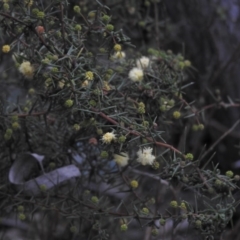 Acacia ulicifolia (Prickly Moses) at Wanniassa Hill - 29 Jul 2016 by ArcherCallaway