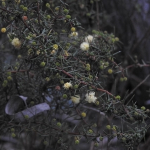 Acacia ulicifolia at Fadden, ACT - 30 Jul 2016