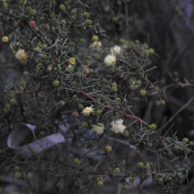 Acacia ulicifolia (Prickly Moses) at Fadden, ACT - 29 Jul 2016 by ArcherCallaway