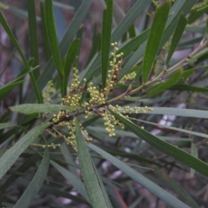 Acacia floribunda at Fadden, ACT - 30 Jul 2016 07:50 AM