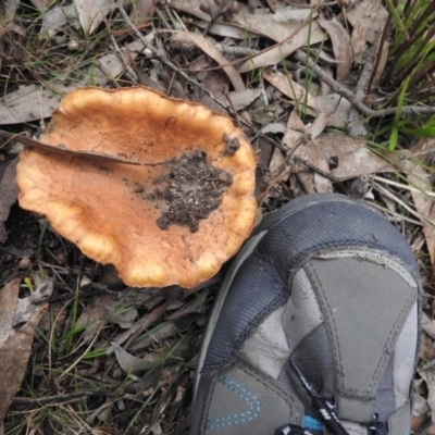 Cortinarius sp. (Cortinarius) at Wanniassa Hill - 29 Jul 2016 by RyuCallaway