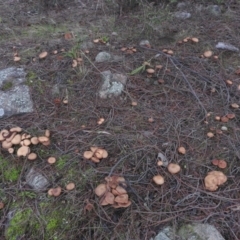 zz agaric (stem; gills white/cream) at Fadden, ACT - 30 Jul 2016