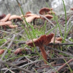 zz agaric (stem; gills white/cream) at Fadden, ACT - 30 Jul 2016