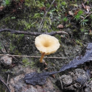 Lichenomphalia chromacea at Fadden, ACT - 30 Jul 2016 08:54 AM