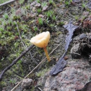 Lichenomphalia chromacea at Fadden, ACT - 30 Jul 2016 08:54 AM