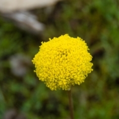 Craspedia variabilis (Common Billy Buttons) at Mulligans Flat - 17 Sep 2016 by CedricBear