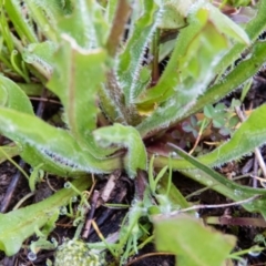 Craspedia variabilis at Sutton, NSW - suppressed