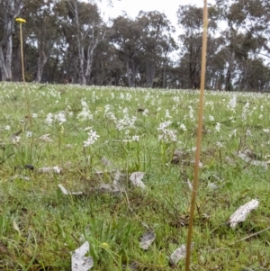 Craspedia variabilis at Sutton, NSW - suppressed