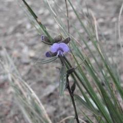 Hovea heterophylla (Common Hovea) at Fadden, ACT - 30 Jul 2016 by ArcherCallaway