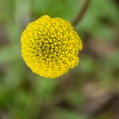 Craspedia variabilis (Common Billy Buttons) at Gungahlin, ACT - 18 Sep 2016 by CedricBear