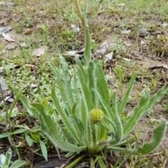 Craspedia variabilis at Gungahlin, ACT - suppressed