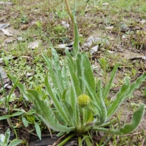 Craspedia variabilis at Gungahlin, ACT - suppressed