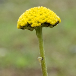 Craspedia variabilis at Gungahlin, ACT - suppressed