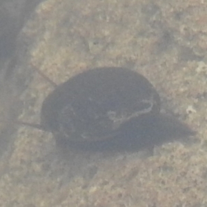 Gastropoda sp. (class) at Wanniassa Hill - 30 Jul 2016 10:11 AM