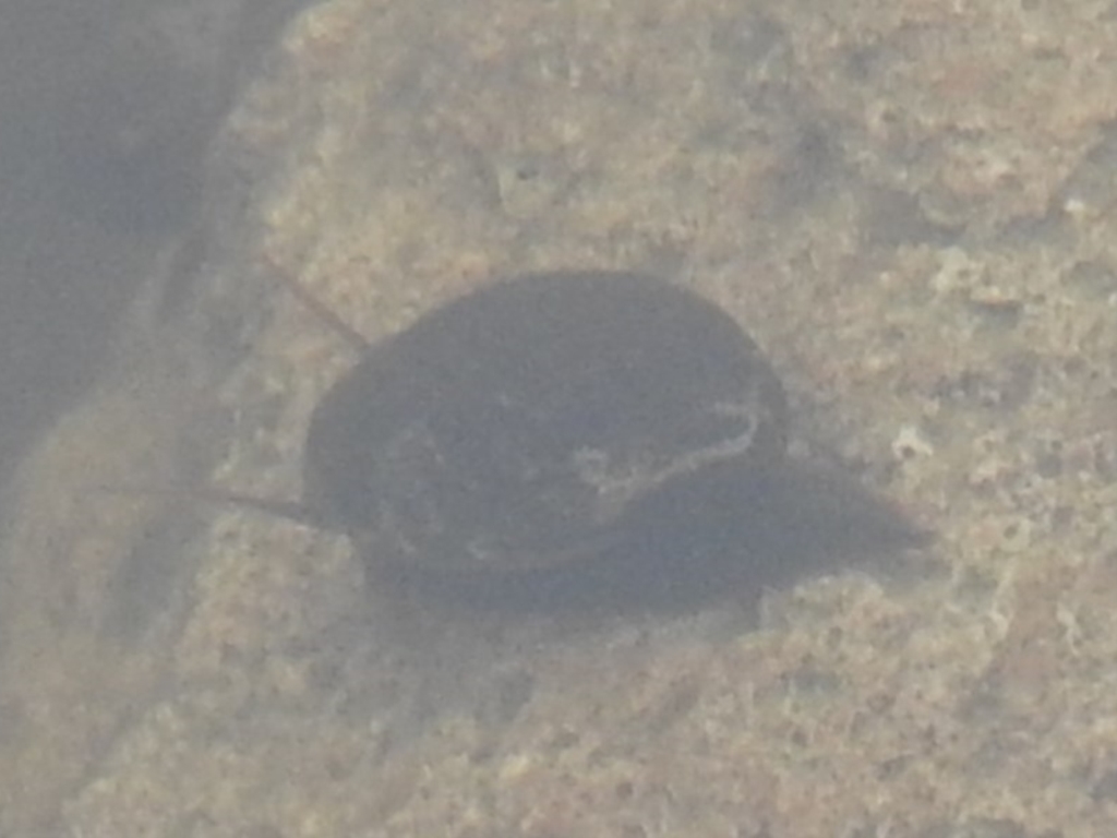 Gastropoda sp. (class) at Wanniassa Hill - 30 Jul 2016