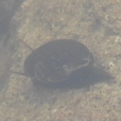 Gastropoda sp. (class) (Unidentified snail or slug) at Wanniassa Hill - 30 Jul 2016 by RyuCallaway