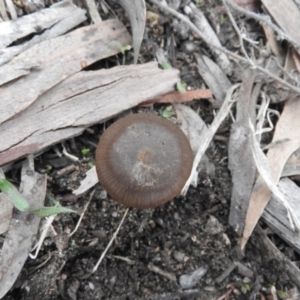 zz agaric (stem; gills not white/cream) at Wanniassa Hill - 30 Jul 2016