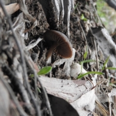 zz agaric (stem; gills not white/cream) at Wanniassa Hill - 30 Jul 2016