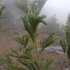 Acacia decurrens at Fadden, ACT - 30 Jul 2016 09:08 AM
