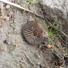 zz agaric (stem; gills not white/cream) at Fadden, ACT - 30 Jul 2016 10:14 AM