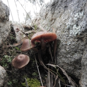 zz agaric (stem; gills white/cream) at Wanniassa Hill - 30 Jul 2016