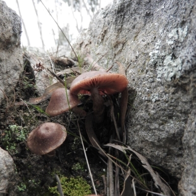 zz agaric (stem; gills white/cream) at Wanniassa Hill - 30 Jul 2016 by ArcherCallaway