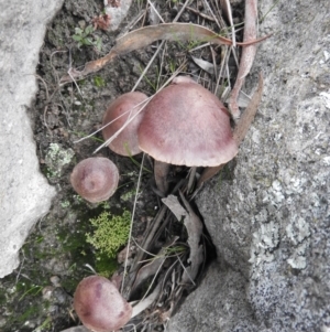 zz agaric (stem; gills white/cream) at Wanniassa Hill - 30 Jul 2016