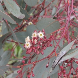 Eucalyptus polyanthemos at Fadden, ACT - 30 Jul 2016 10:43 AM