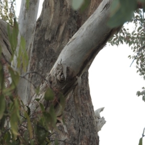 Eucalyptus polyanthemos at Fadden, ACT - 30 Jul 2016