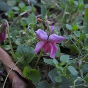 Viola odorata at Fadden, ACT - 31 Jul 2016 08:52 AM