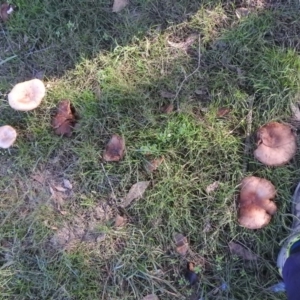 zz agaric (stem; gills white/cream) at Fadden, ACT - 31 Jul 2016 08:53 AM