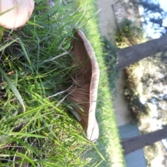 zz agaric (stem; gills white/cream) at Fadden, ACT - 31 Jul 2016 08:53 AM