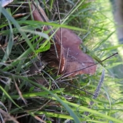 zz agaric (stem; gills white/cream) at Fadden, ACT - 31 Jul 2016 08:53 AM