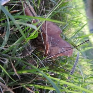 zz agaric (stem; gills white/cream) at Fadden, ACT - 31 Jul 2016 08:53 AM